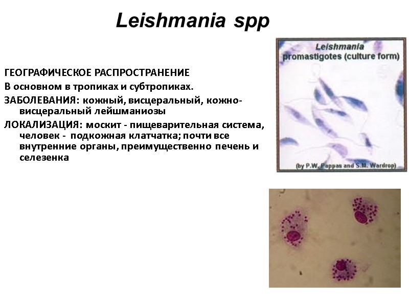 ГЕОГРАФИЧЕСКОЕ РАСПРОСТРАНЕНИЕ В основном в тропиках и субтропиках. ЗАБОЛЕВАНИЯ: кожный, висцеральный, кожно-висцеральный лейшманиозы 